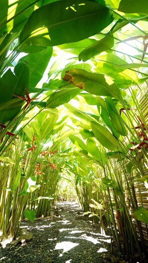 Property grounds - Focus Rooms (El Nido)
