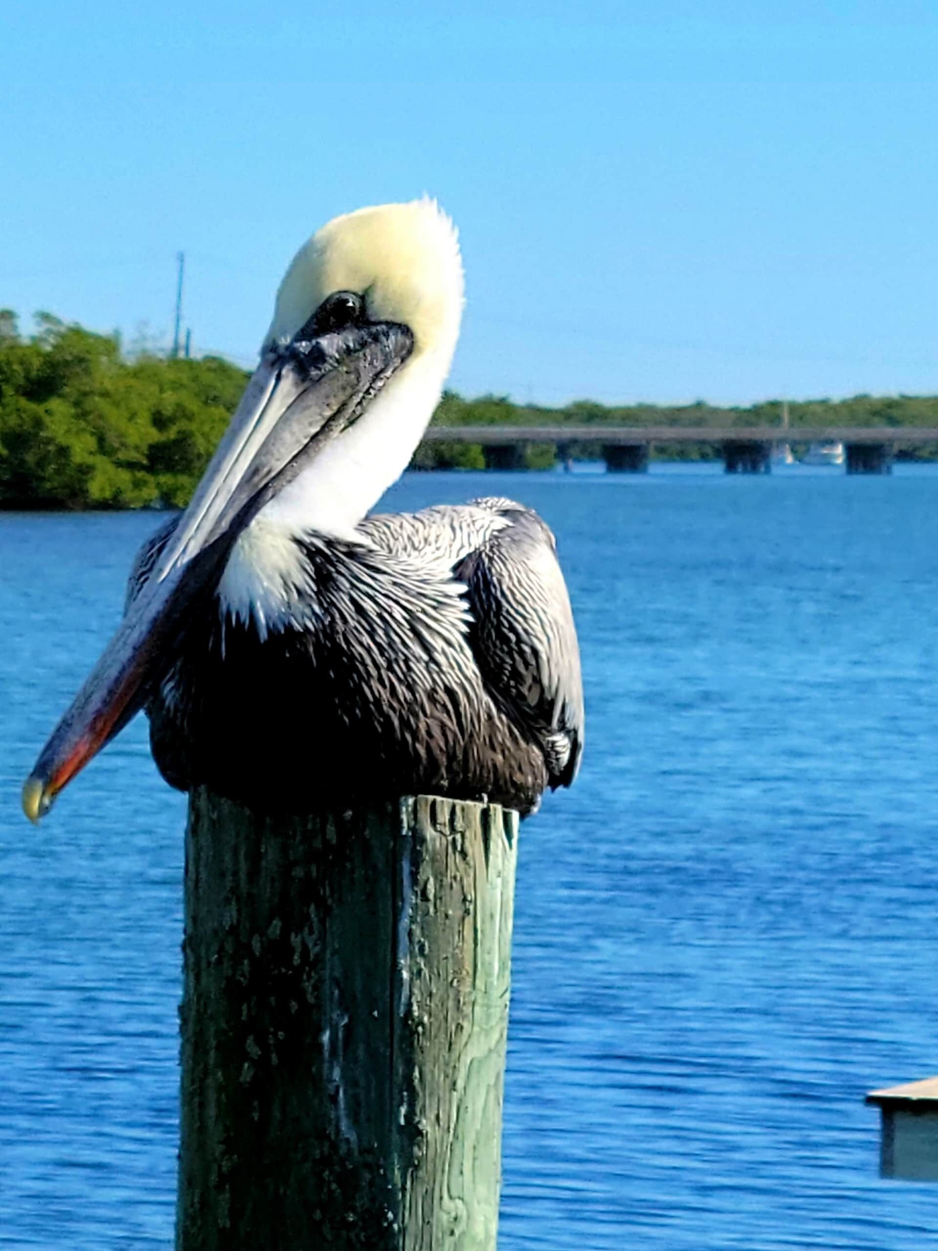 Pelican on Bay Side