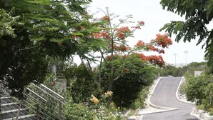 Une route sinueuse bordée d’une végétation luxuriante et d’arbres en fleurs.