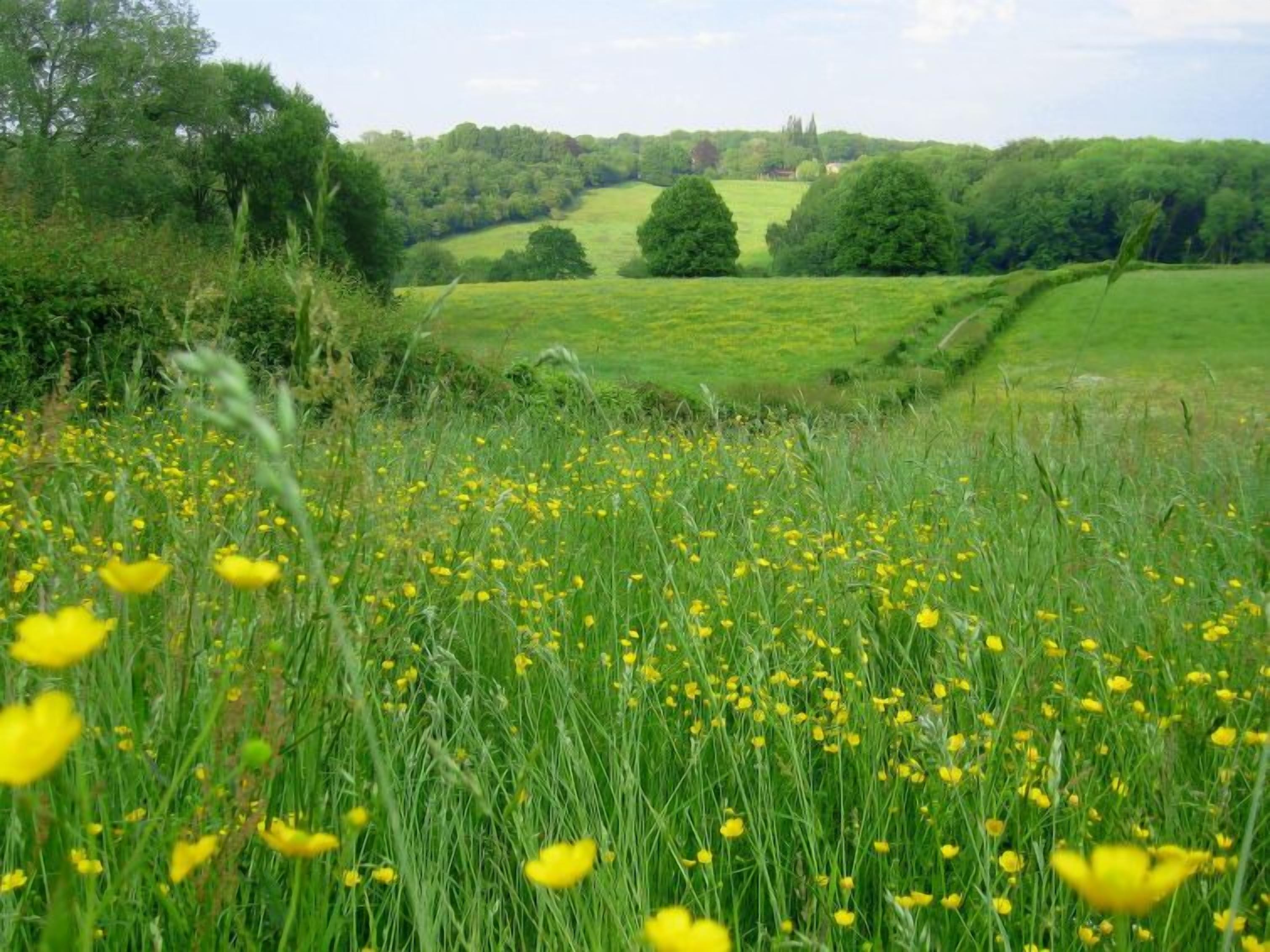 Un champ de fleurs jaunes, avec en arrière-plan des collines ondoyantes et des arbres qui se dessinent à l’horizon.