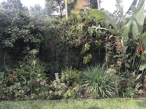 Un jardín exuberante con diversas plantas y una cascada pequeña.