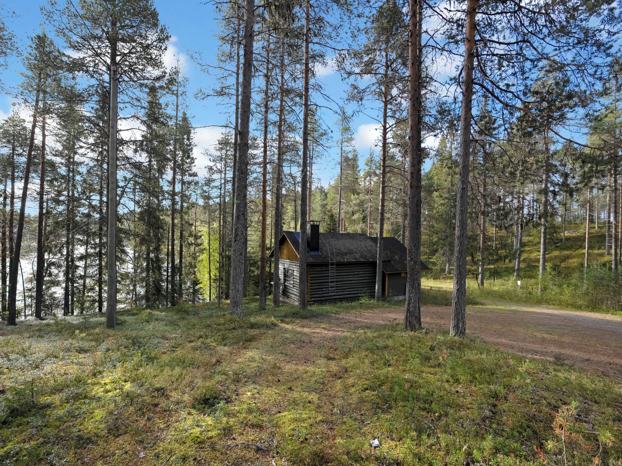 A cabin surrounded by tall pine trees in a forested area.