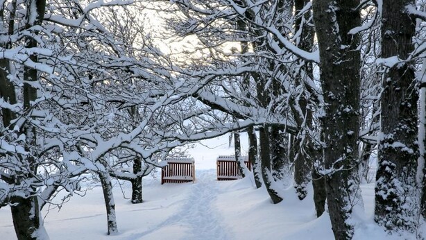A snow-covered pathway flanked by trees leading to a wooden bench. - Sel Guesthouse (Selfoss)