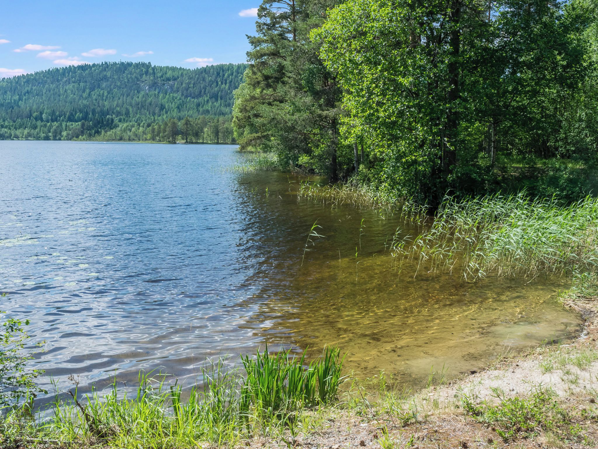 A lake with clear water, surrounded by dense forest and a sandy shore.