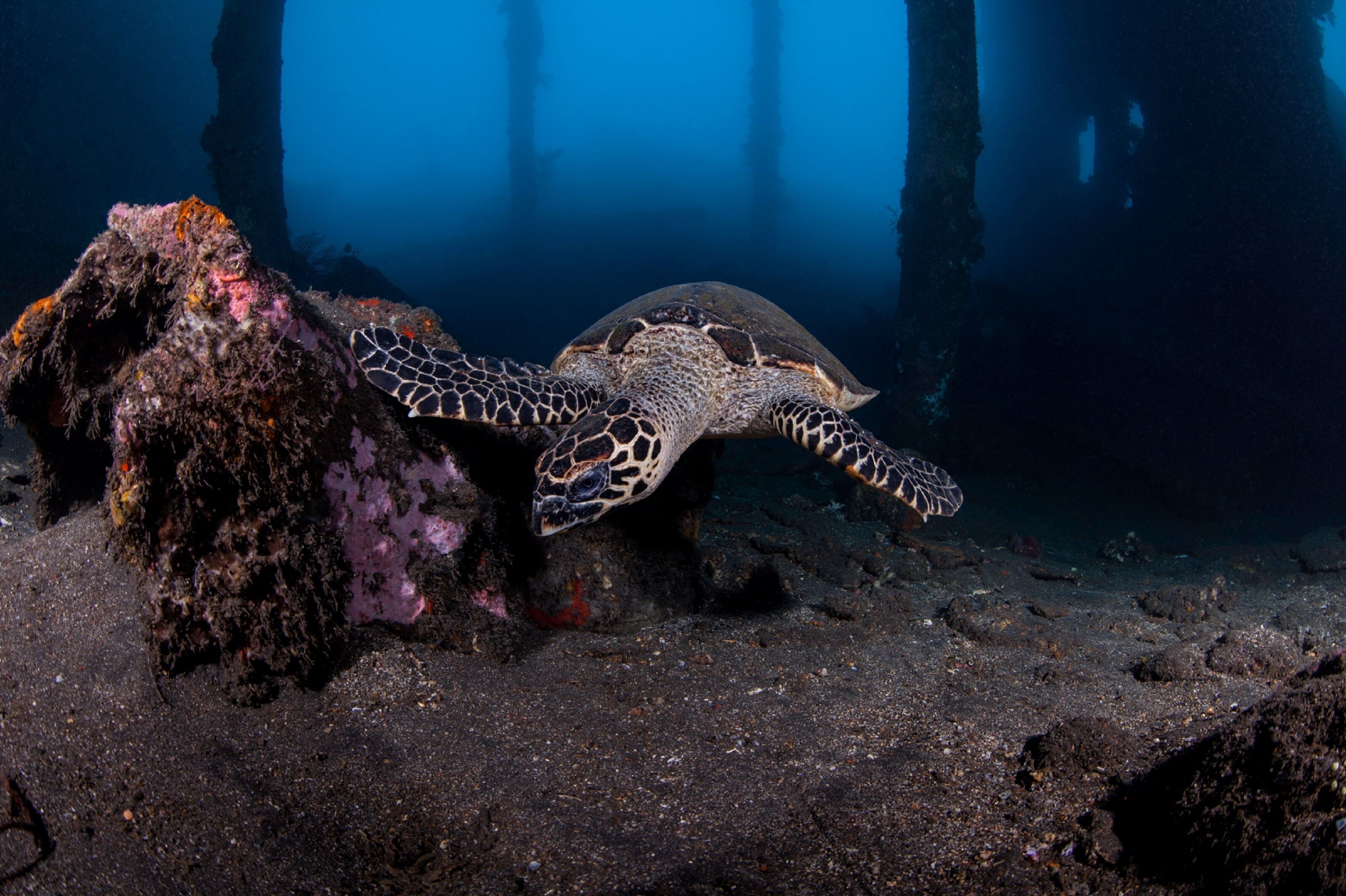A sea turtle on a rocky ocean floor with coral formations and diver silhouettes in the background.