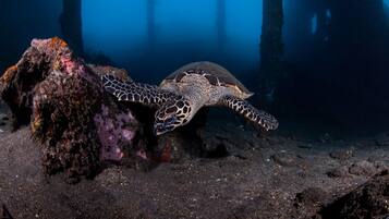 A sea turtle on a rocky ocean floor with coral formations and diver silhouettes in the background.
