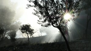 Un muro in pietra con alberi sullo sfondo e luce solare che filtra tra i rami.