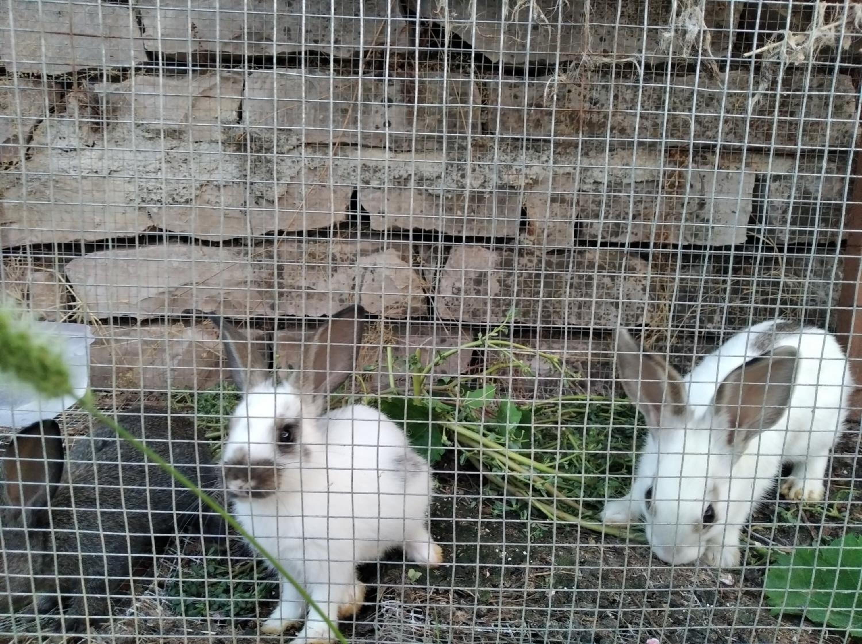 Photo - Guest House Bake