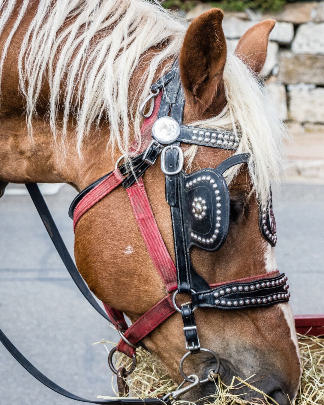 Un cheval avec un brideau rouge et noir, muni d’un mors et de rênes, se tient près d’un mur de pierre.