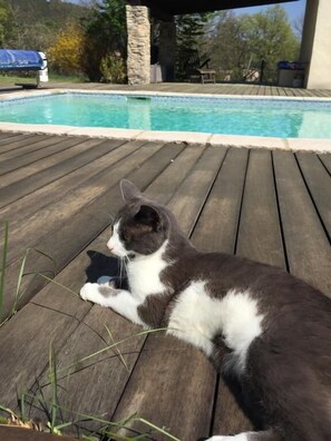 Een kat ligt op een houten terras bij een zwembad.