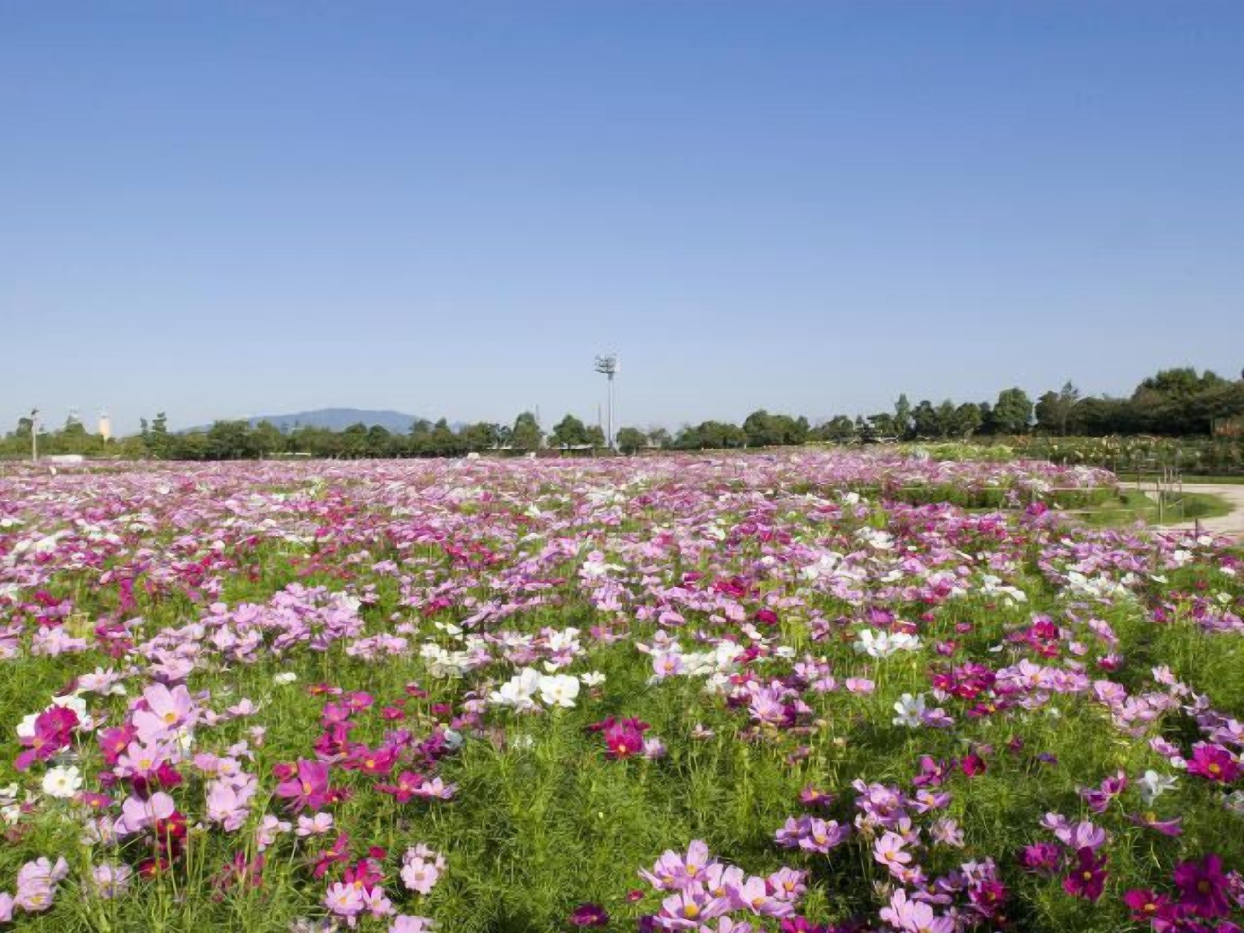 A field of flowers with a clear sky and distant trees.