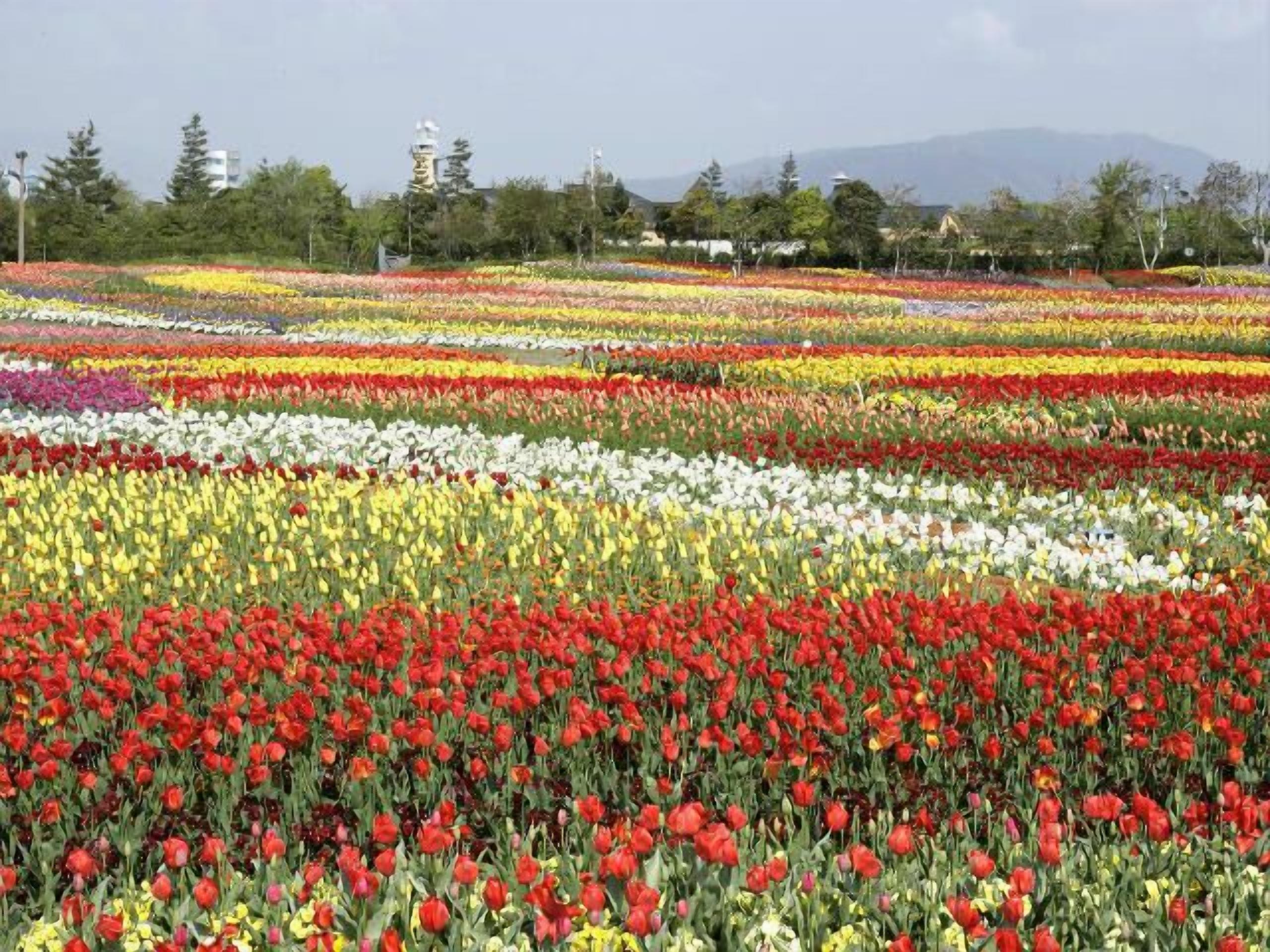 A field of tulips in various colors, with a tower and trees in the background.