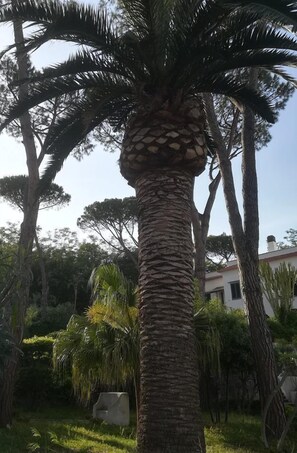 Tuin