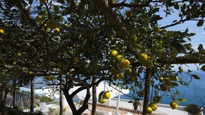 A lemon tree with ripe fruit in a garden setting, overlooking a pool area with lounge chairs. - Villa Orleans (Amalfi)