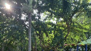 A hammock tied to a tree in a shaded outdoor area with a dirt ground, surrounded by greenery and a blue structure in the background. - Casa Campomar (Juan de Acosta)