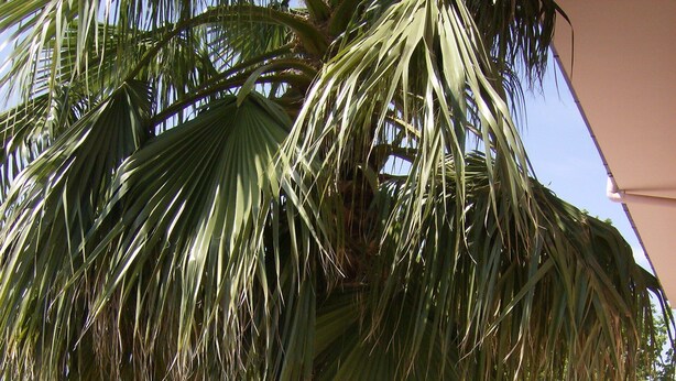 A palm tree with a textured trunk and broad leaves, set against a paved background with a partial view of a building. - In the greenery of Fisciano large apartment in villa (FISCIANO)