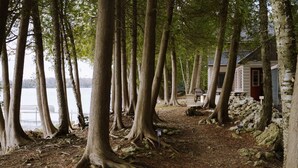 Un sendero bordeado de árboles grandes que conduce a una cabaña rústica junto a un lago.