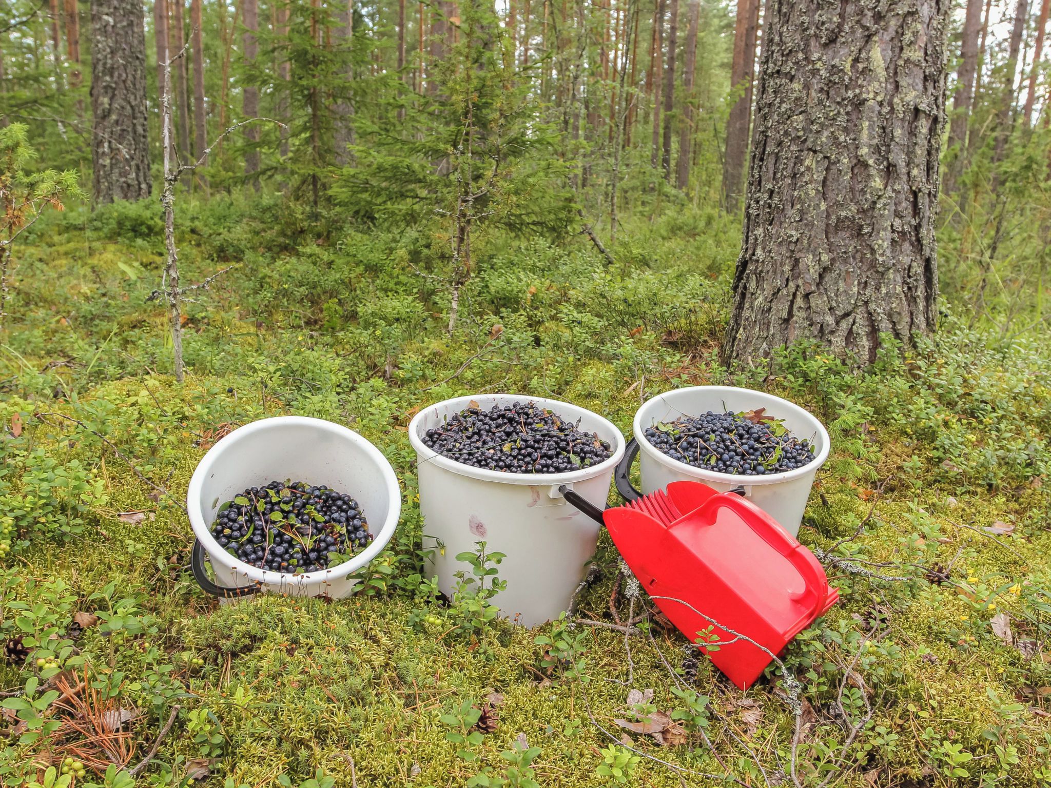 Drei weiße Eimer, gefüllt mit Beeren, auf einem Waldboden.
