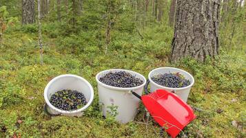 Drei weiße Eimer, gefüllt mit Beeren, auf einem Waldboden.