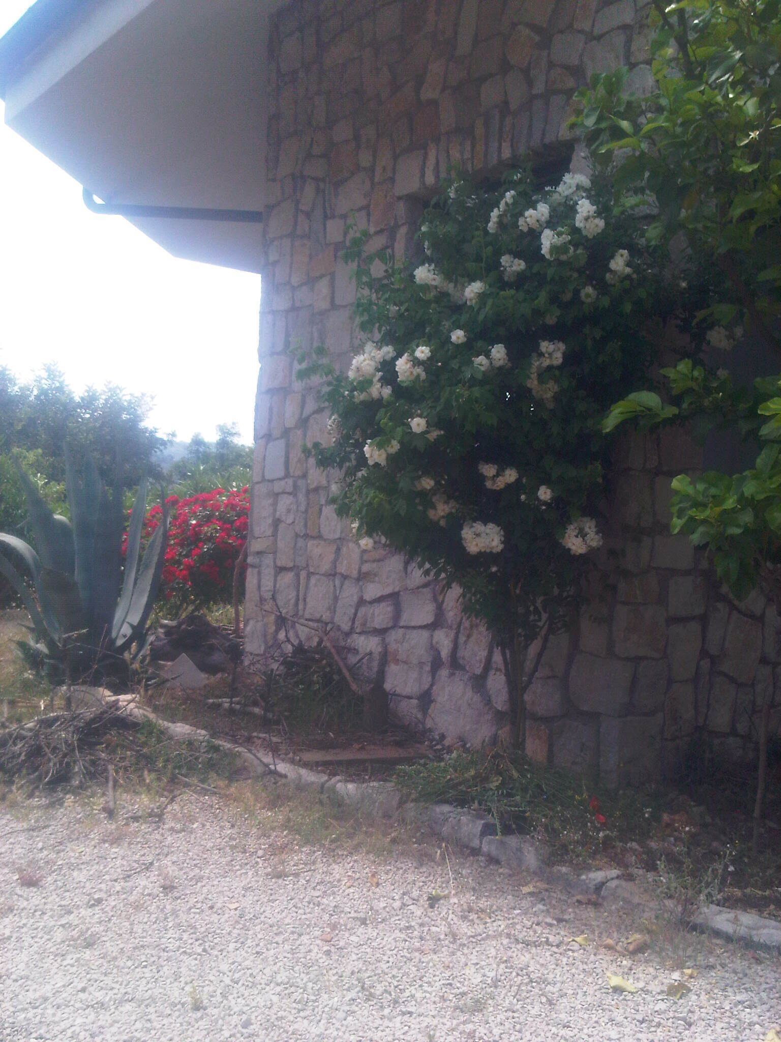 Un edificio de piedra con un jardín que presenta plantas blancas con flores y flores rojas.