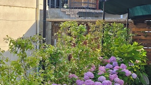 A garden with hydrangea bushes and a stone pathway. - Apartment Rustica Zadar with exclusive use of pool & yard (Zadar)