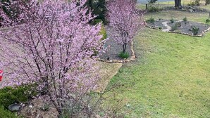 Ein angelegter Garten mit blühenden Bäumen und einer Rasenfläche.