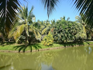 Property grounds - Coconut Valley Bed & Breakfast (Hua Sai)