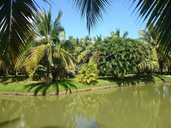 Property grounds - Coconut Valley Bed & Breakfast (Hua Sai)