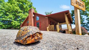 A tortoise on a stone surface with a wooden structure and a sign in the background. - LAKE BLUE RIDGE VIEW & ACCESS, POOL TBL, PROJECTOR, FIRE PIT, HOT TUB, DOGS OKAY (Blue Ridge)
