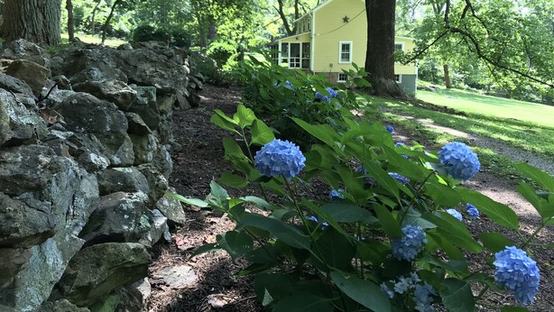 A stone wall, a garden with hydrangea flowers, and a yellow house with a porch.