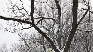 A yellow cabin with a wooden deck, surrounded by snow-covered trees.