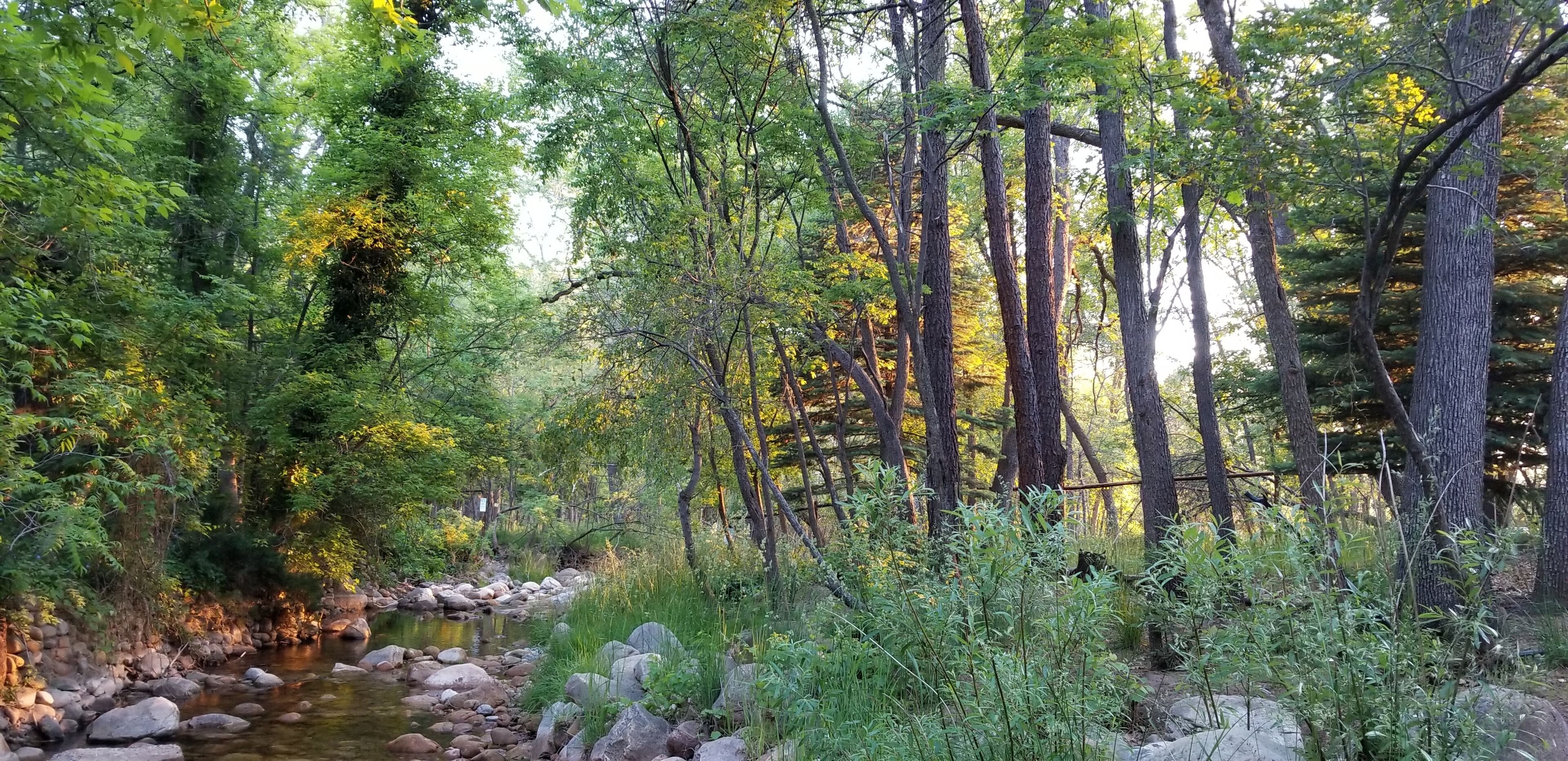 A forested area with a stream, rocks, and trees.