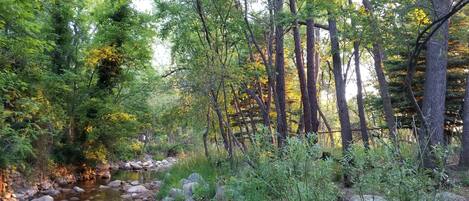 A forested area with a stream, rocks, and trees.