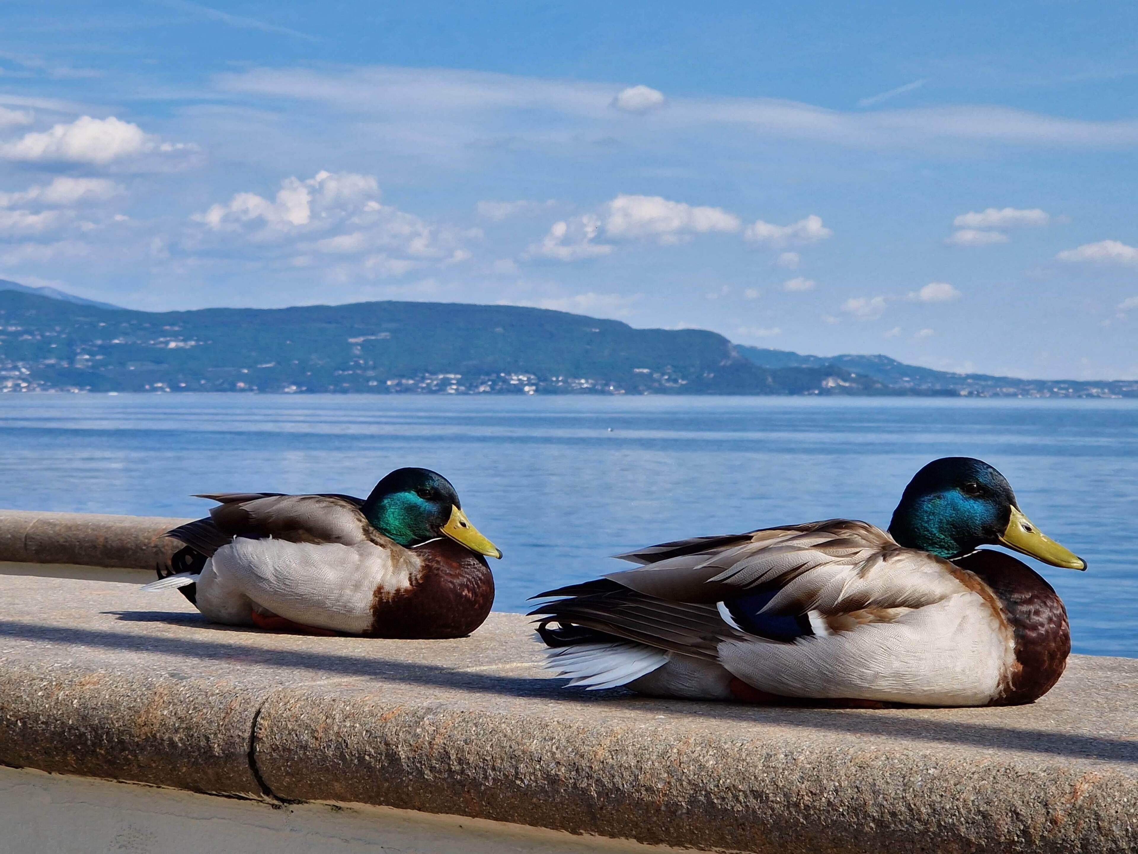Deux canards se reposent sur une corniche en béton, au bord d’une étendue d’eau, avec une rive et des collines visibles au loin.