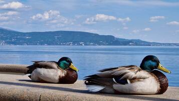 Deux canards se reposent sur une corniche en béton, au bord d’une étendue d’eau, avec une rive et des collines visibles au loin.