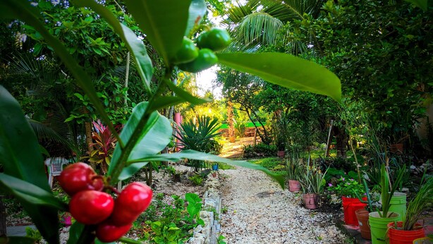 A garden pathway lined with potted plants and a gravel path.