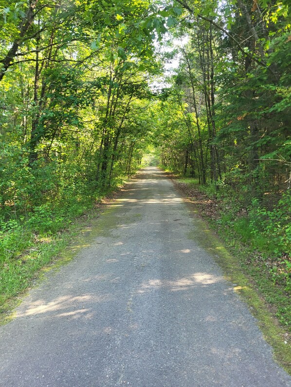 A paved road flanked by dense green foliage, leading into a forested area.