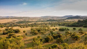 Une vue panoramique d’un paysage de savane, avec des collines ondoyantes et des arbres dispersés.