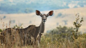 Un paysage avec un cerf au premier plan et un arrière-plan flou de collines.