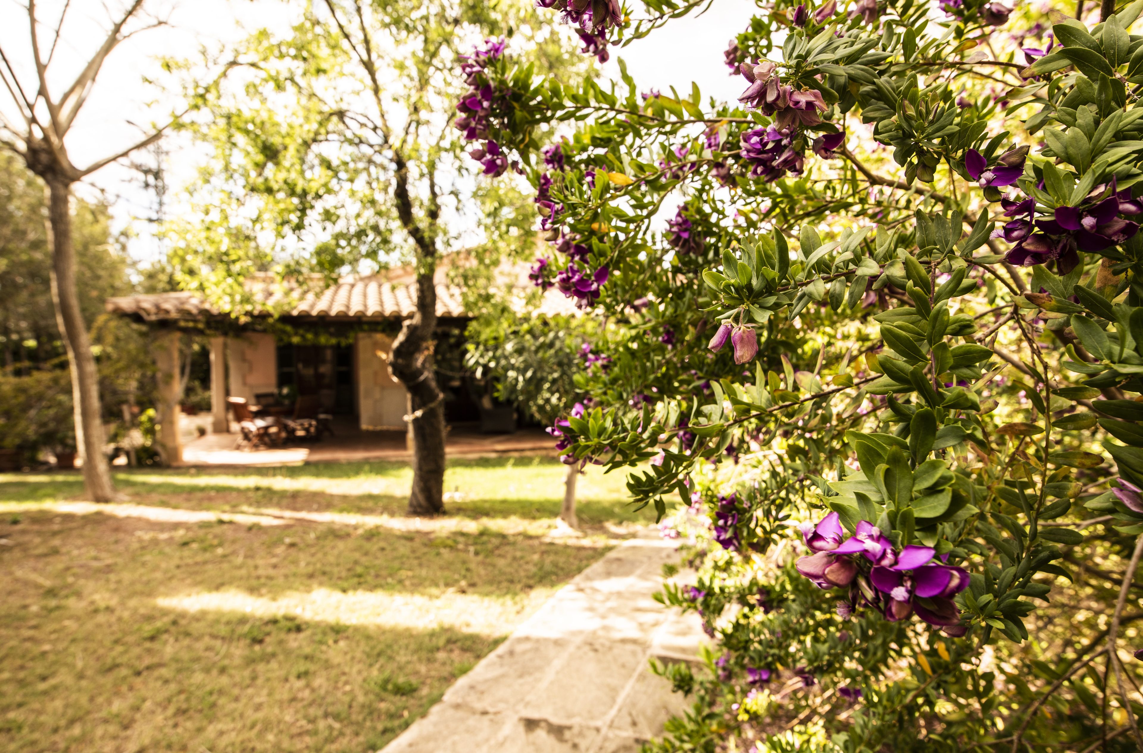 A garden with a stone pathway leading to a rustic building with a tiled roof.