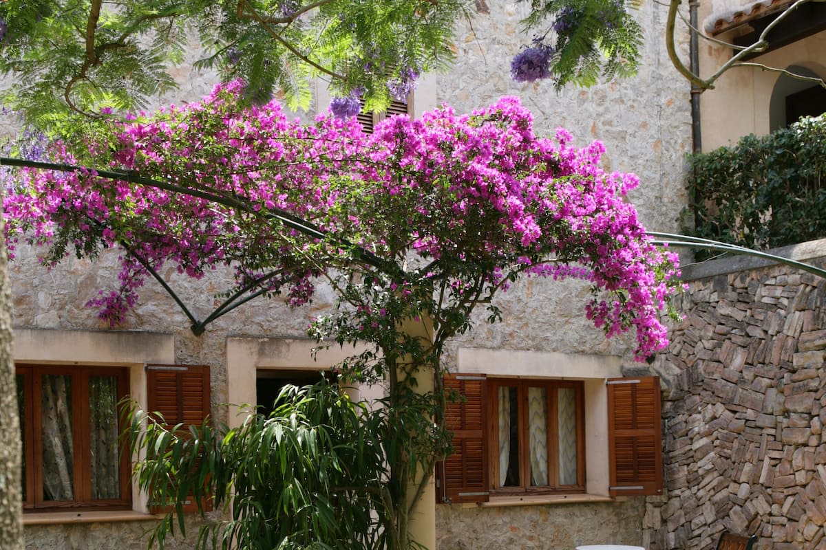 A courtyard with a stone wall, a tree with purple flowers, wicker furniture, and a table with a drink.