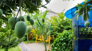 Un jardín con árboles frutales y un sendero.
