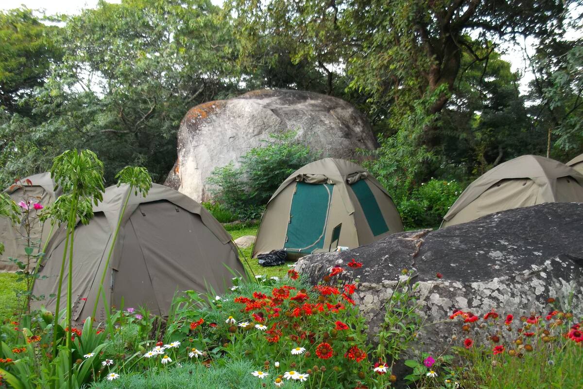A campsite with tents, a large rock, and various flowers.