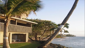 A beachfront property with a two-story building, a leaning palm tree, and a rocky shoreline.