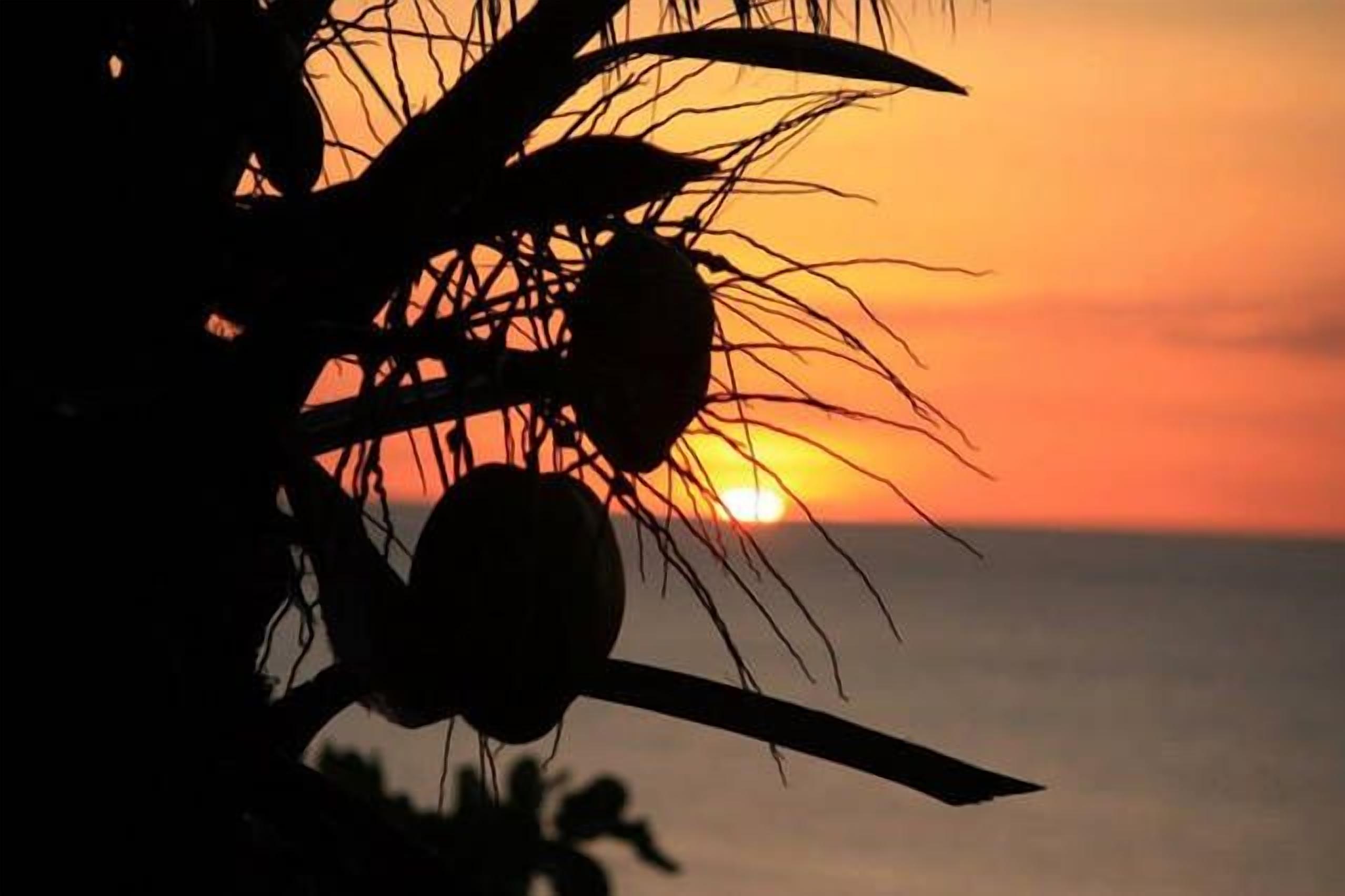 Un coucher de soleil sur l’océan, avec les silhouettes de palmiers et de cocotiers.
