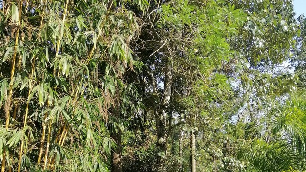 A garden with bamboo, a brick structure, and a metal railing. - SunTop Inn (Ella)
