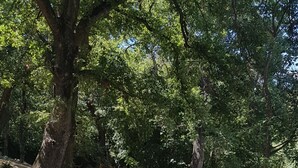 Taula de pícnic en una zona boscosa amb un camí de terra i una tanca de fusta.