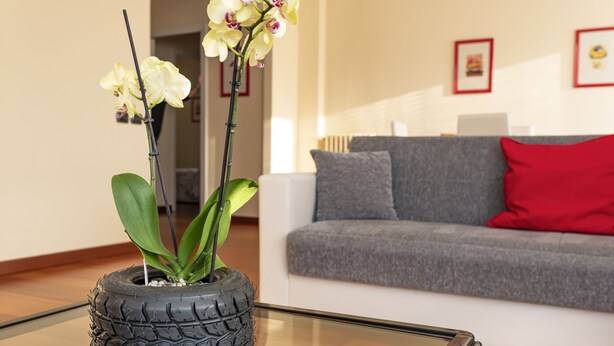 Ein Wohnzimmer mit einem Glastisch, einem grauen Sofa mit roten Kissen und einem Blumentopf aus einem Reifen, bepflanzt mit Orchideen.
