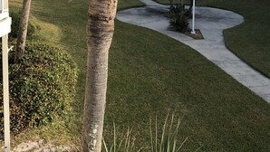 Una palmera en una zona enjardinada ben cuidada, amb un camí que condueix a un massís d'aigua.