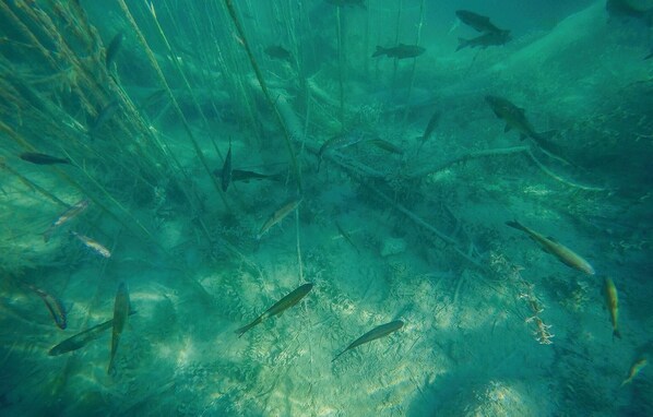 An underwater scene with various fish swimming around submerged structures.